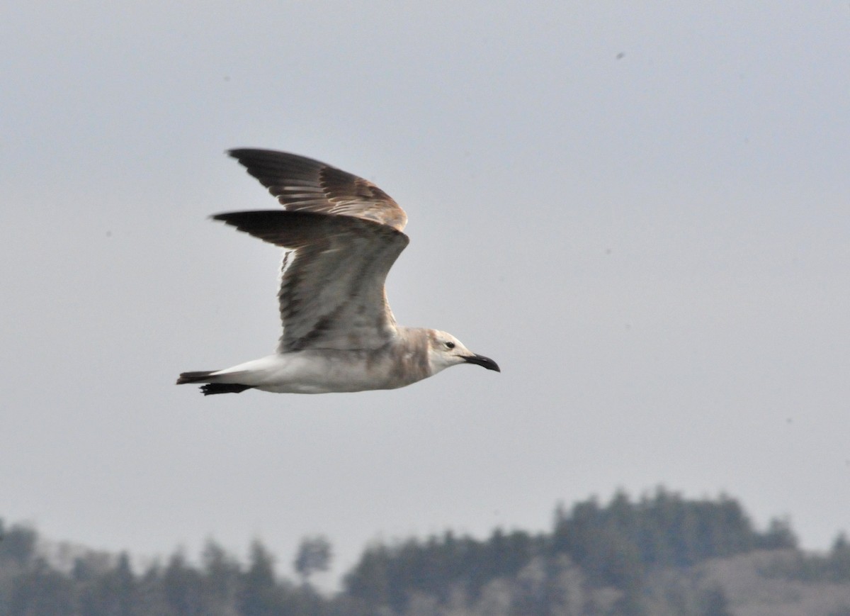 Mouette atricille - ML548578391