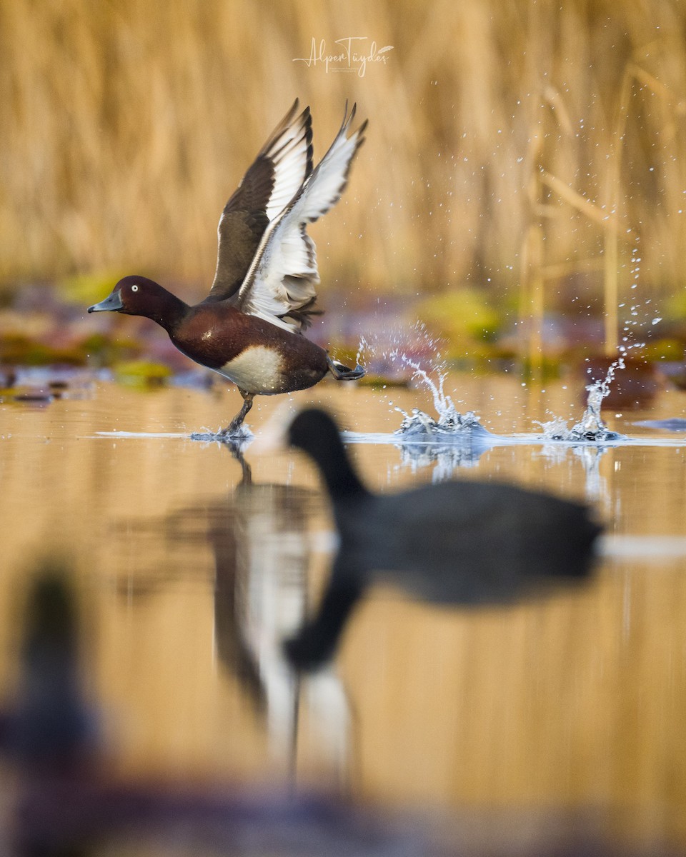 Ferruginous Duck - ML548578501