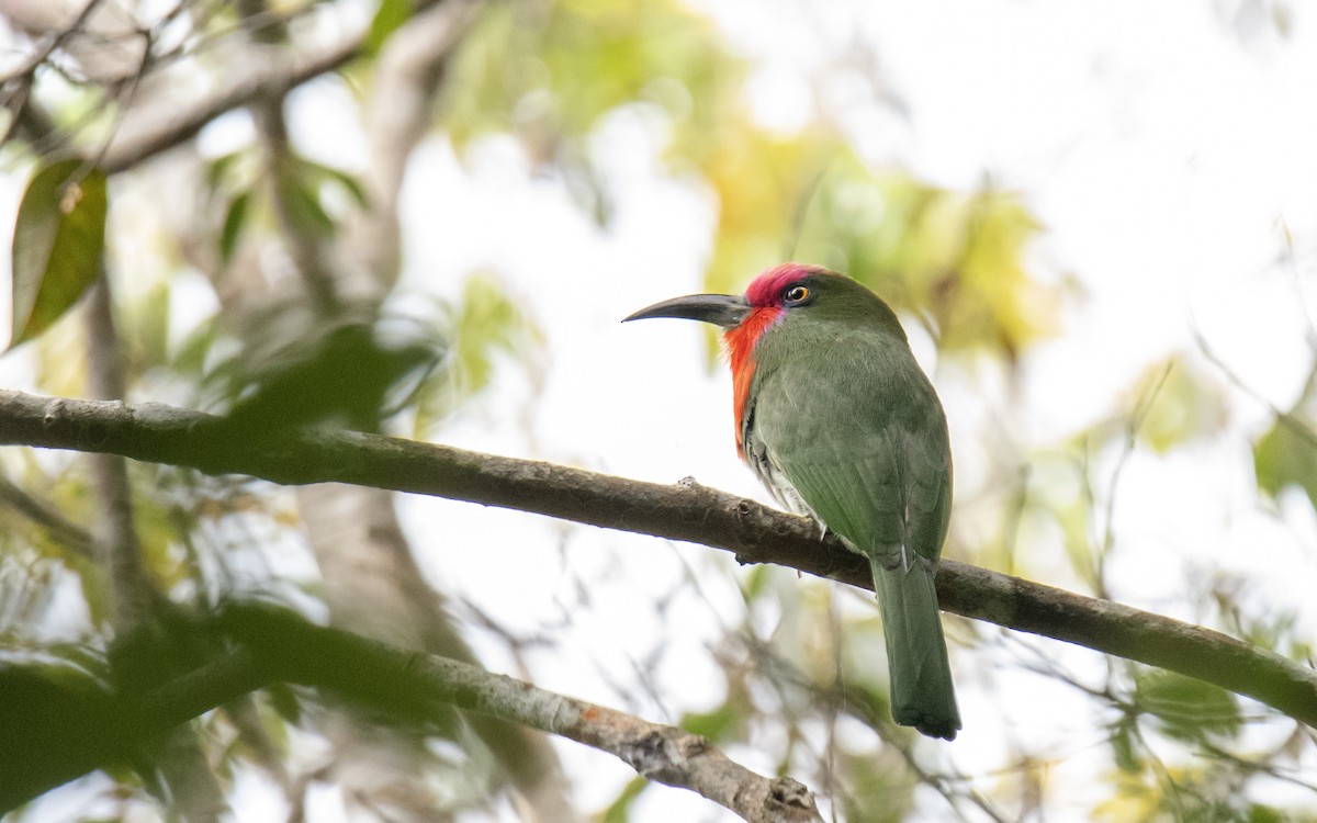 Red-bearded Bee-eater - ML548578991