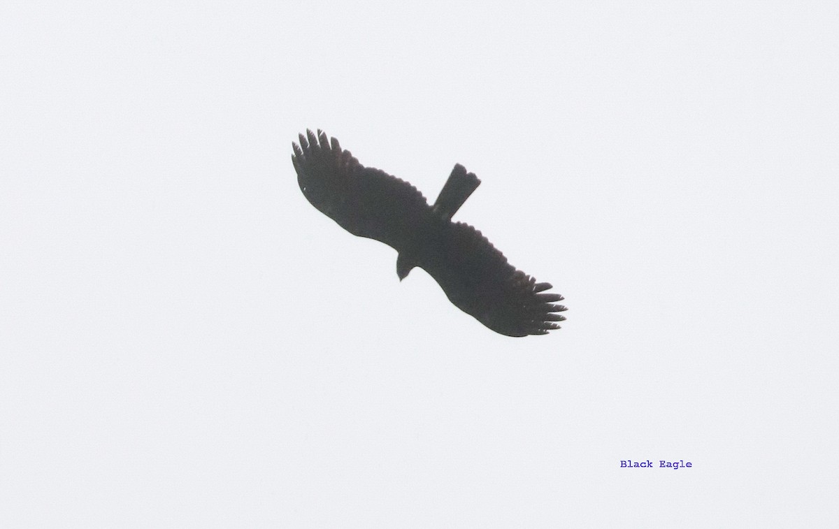 Black Eagle - ML548579151