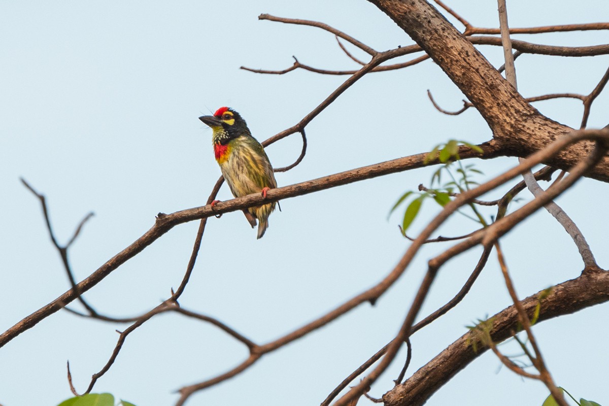 Coppersmith Barbet - ML548582151