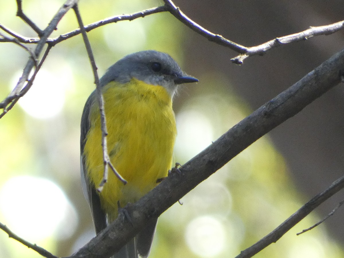 Eastern Yellow Robin - ML548582231