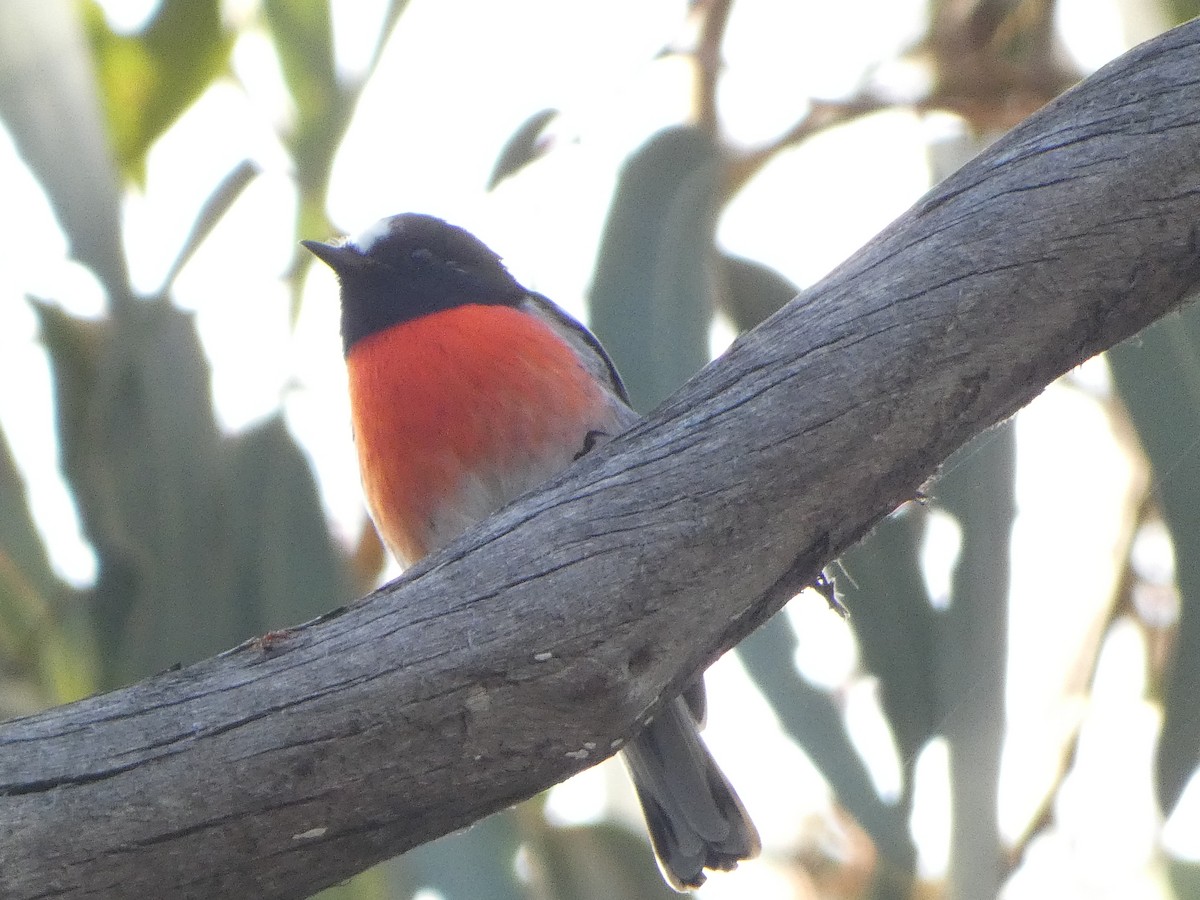Scarlet Robin - ML548582321