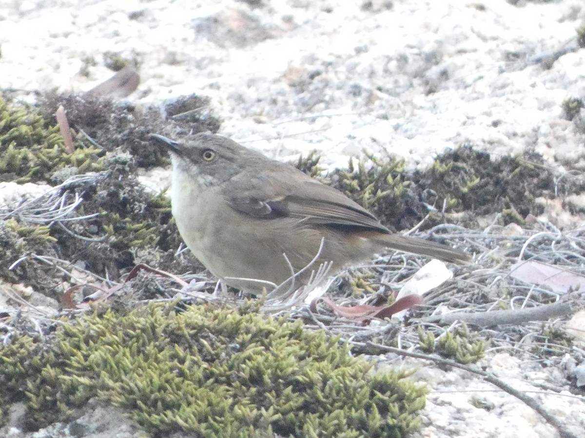 White-browed Scrubwren (White-browed) - ML548582351