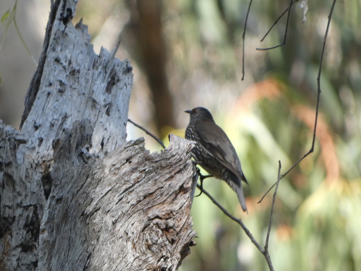 Red-browed Treecreeper - ML548582411
