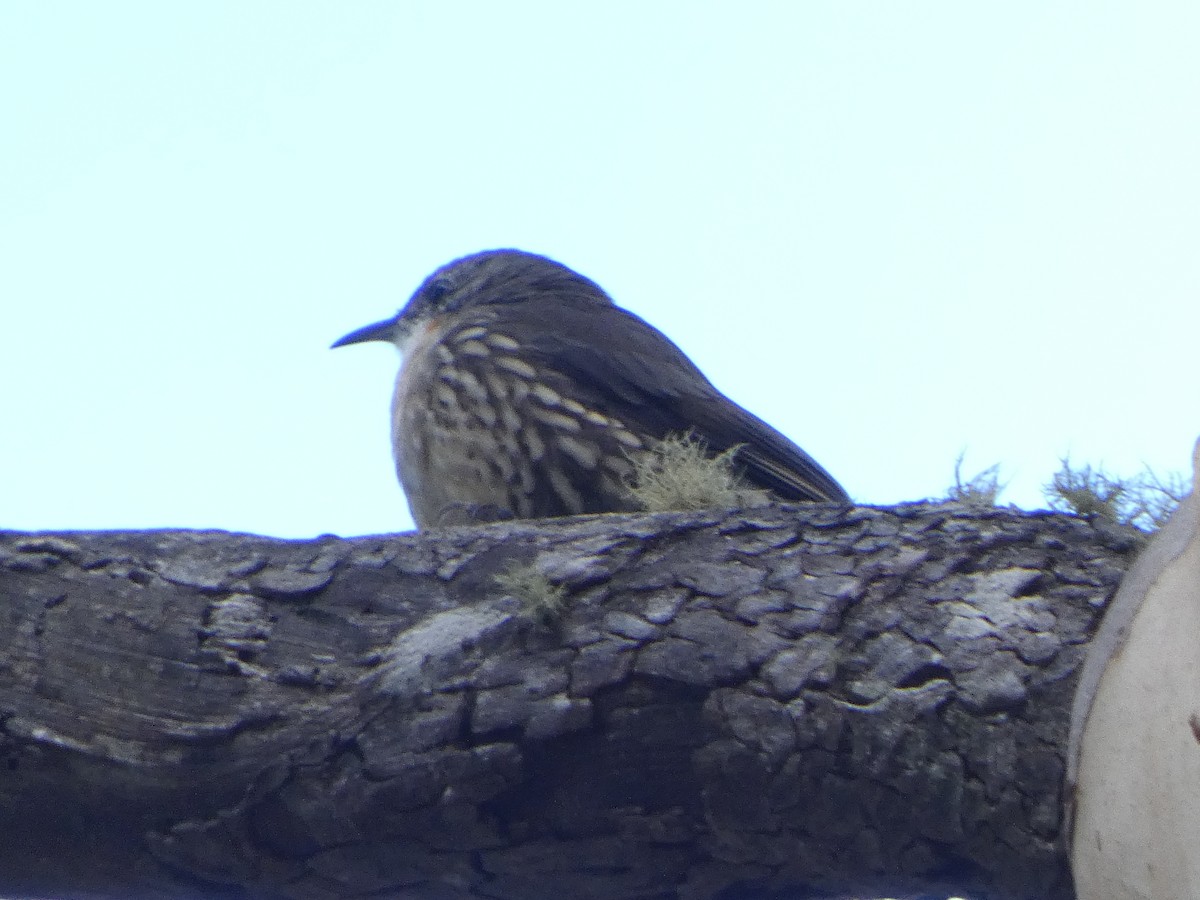 White-throated Treecreeper - ML548582471