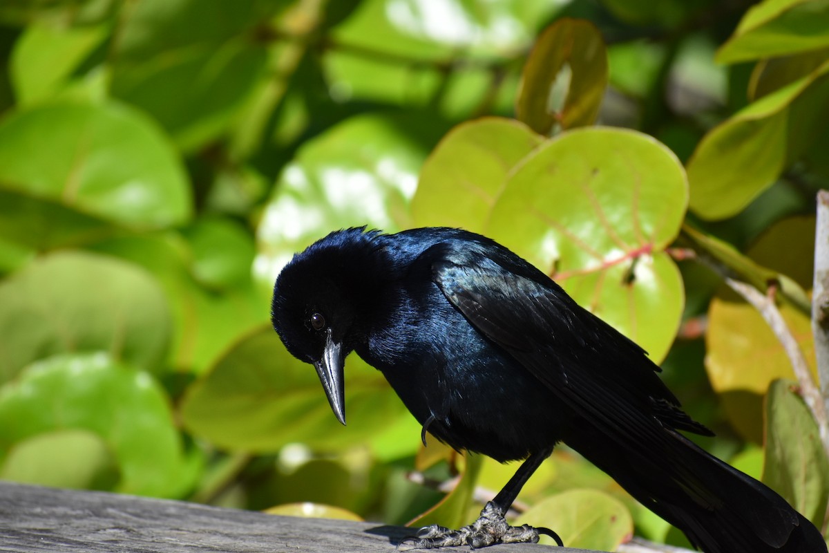 Boat-tailed Grackle - ML548582491