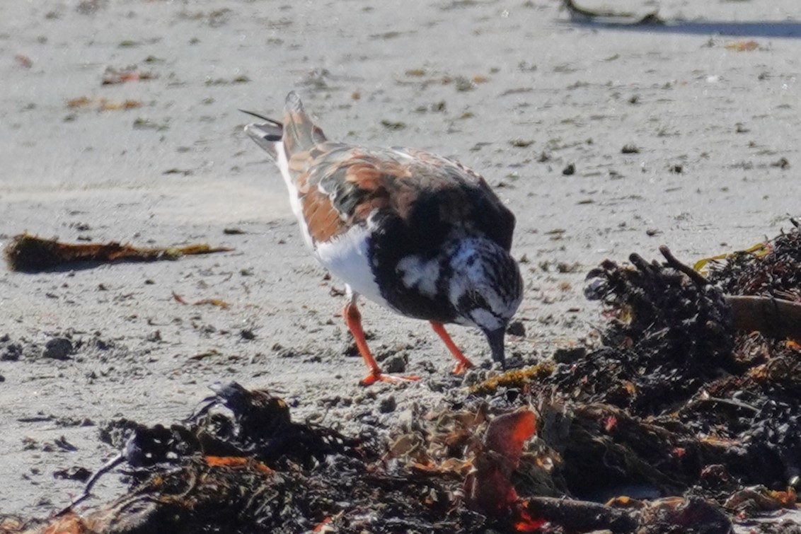 Ruddy Turnstone - ML548582881