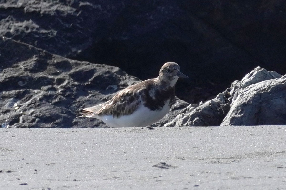 Ruddy Turnstone - ML548582891