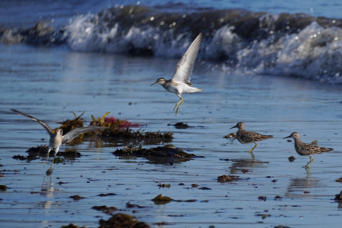 Sharp-tailed Sandpiper - Ellany Whelan