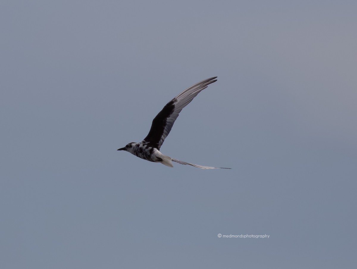 White-winged Tern - ML548583281
