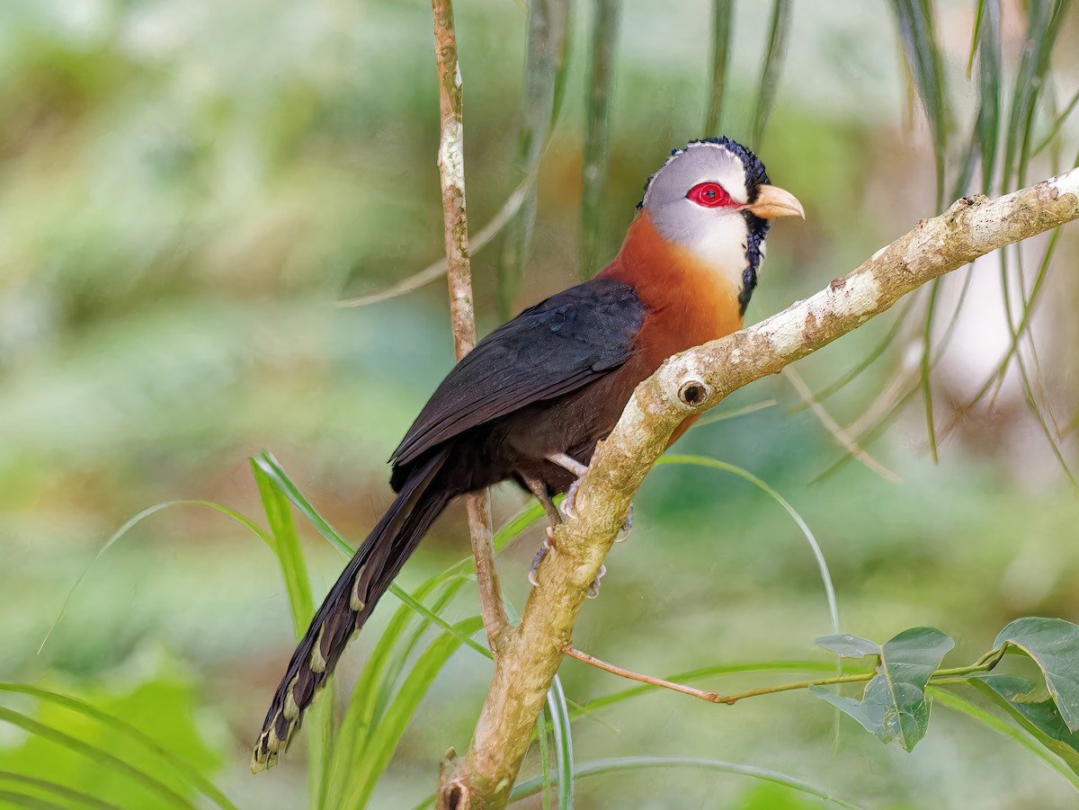 Scale-feathered Malkoha - ML548583431