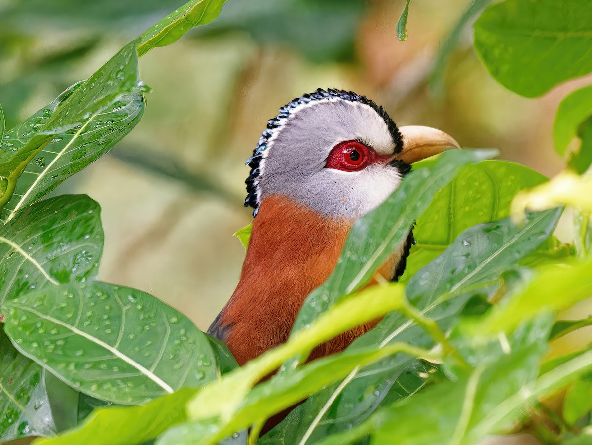 Scale-feathered Malkoha - ML548583451