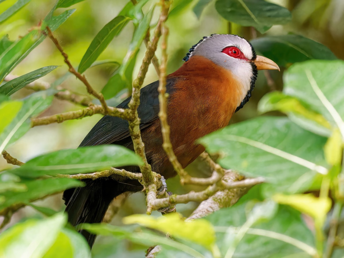 Scale-feathered Malkoha - Ravi Iyengar