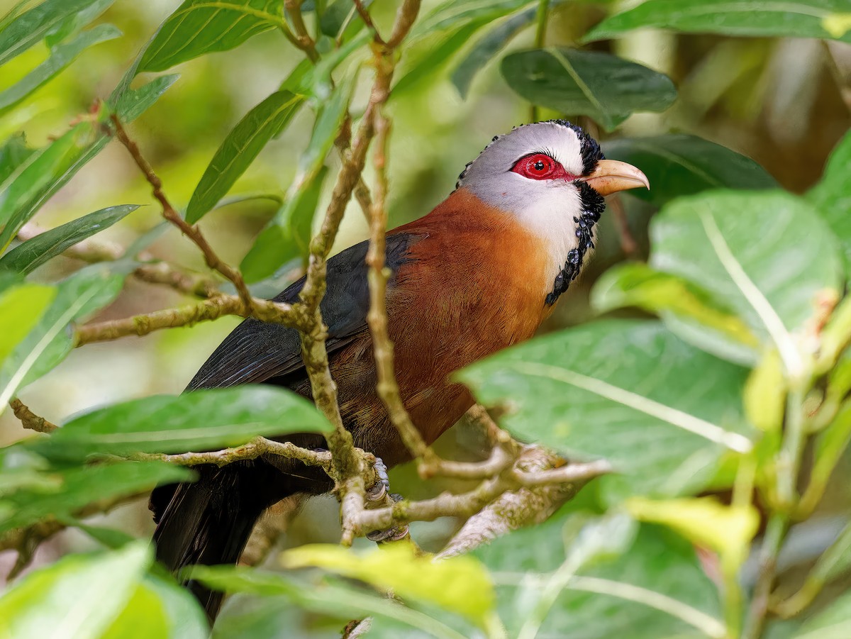 Scale-feathered Malkoha - ML548583471