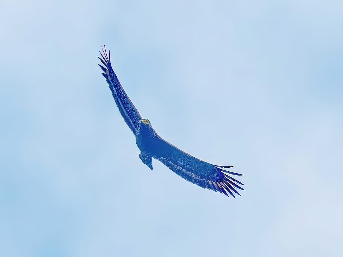 Philippine Serpent-Eagle - ML548583661