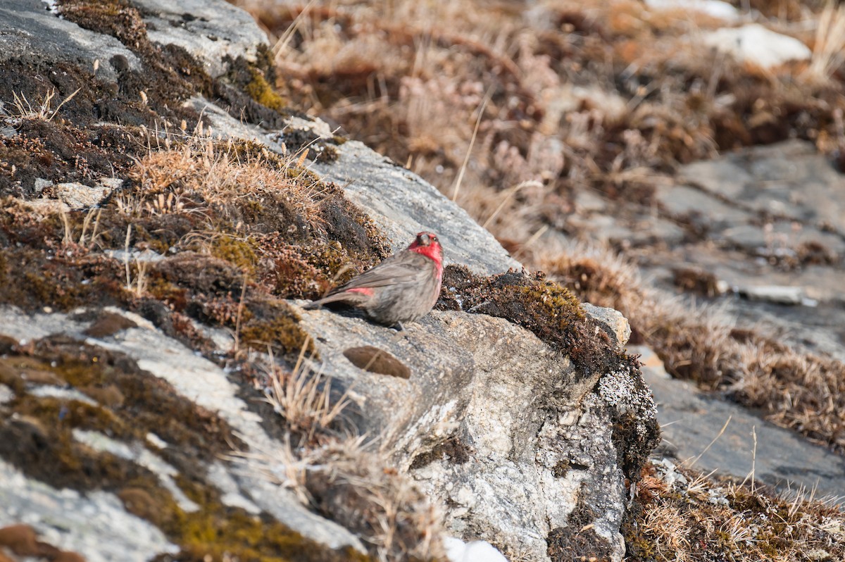 Red-fronted Rosefinch - ML548583751