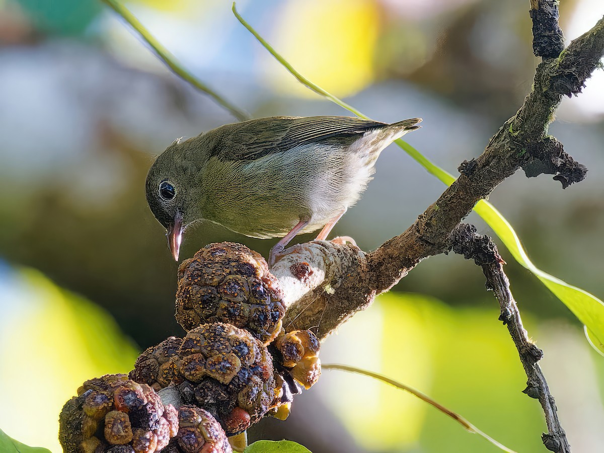 White-bellied Flowerpecker - Ravi Iyengar