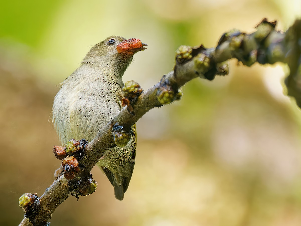 White-bellied Flowerpecker - Ravi Iyengar