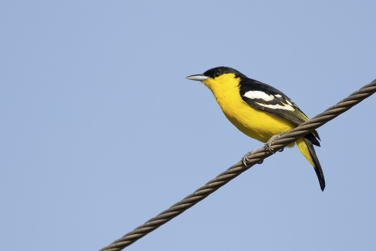 Common Iora - Ravi Jesudas