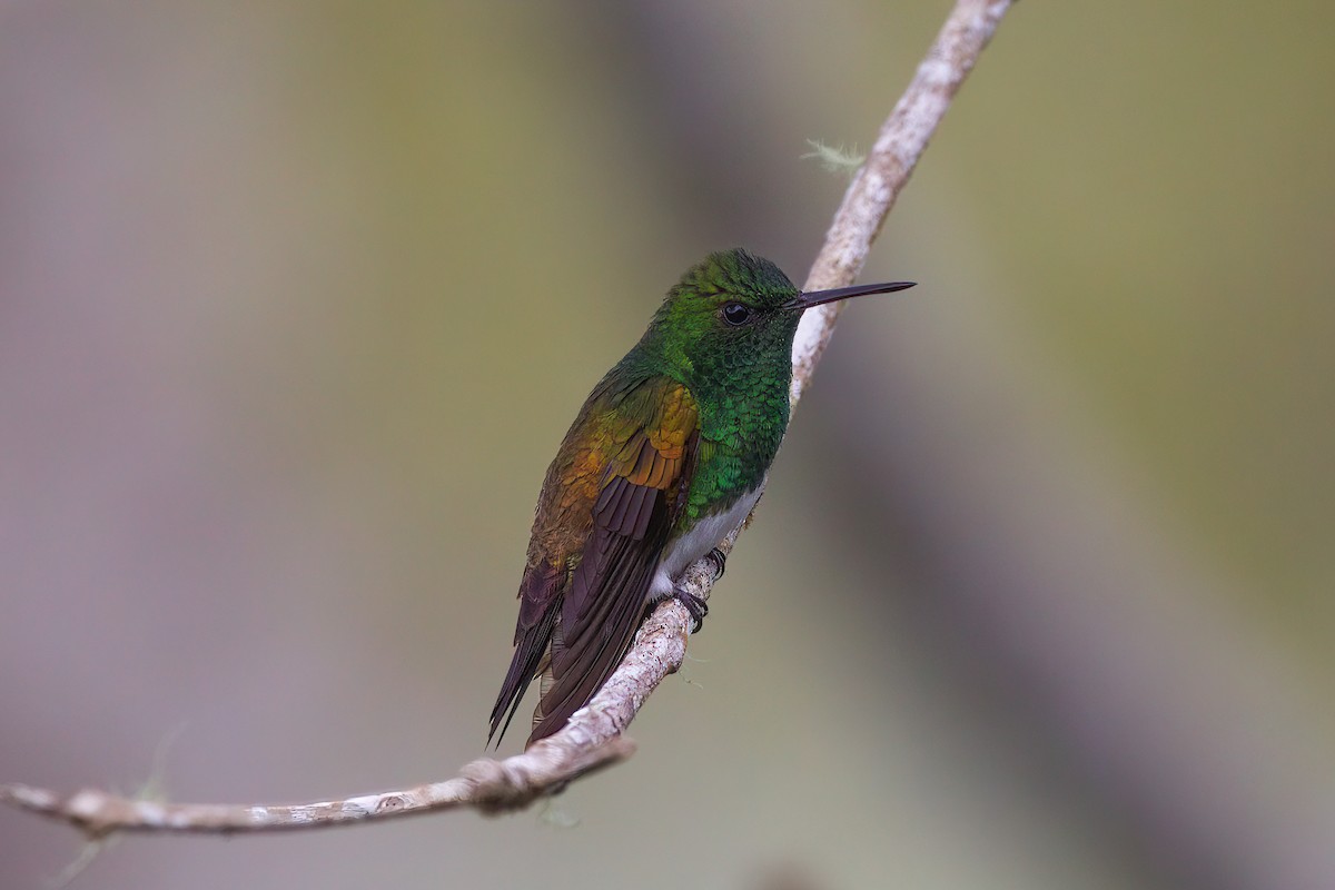 Snowy-bellied Hummingbird - Quinn Diaz