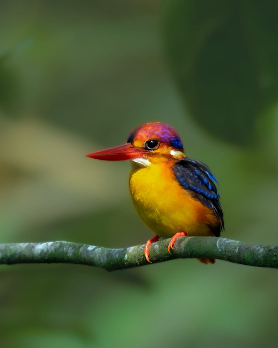 Black-backed Dwarf-Kingfisher - ML548585831