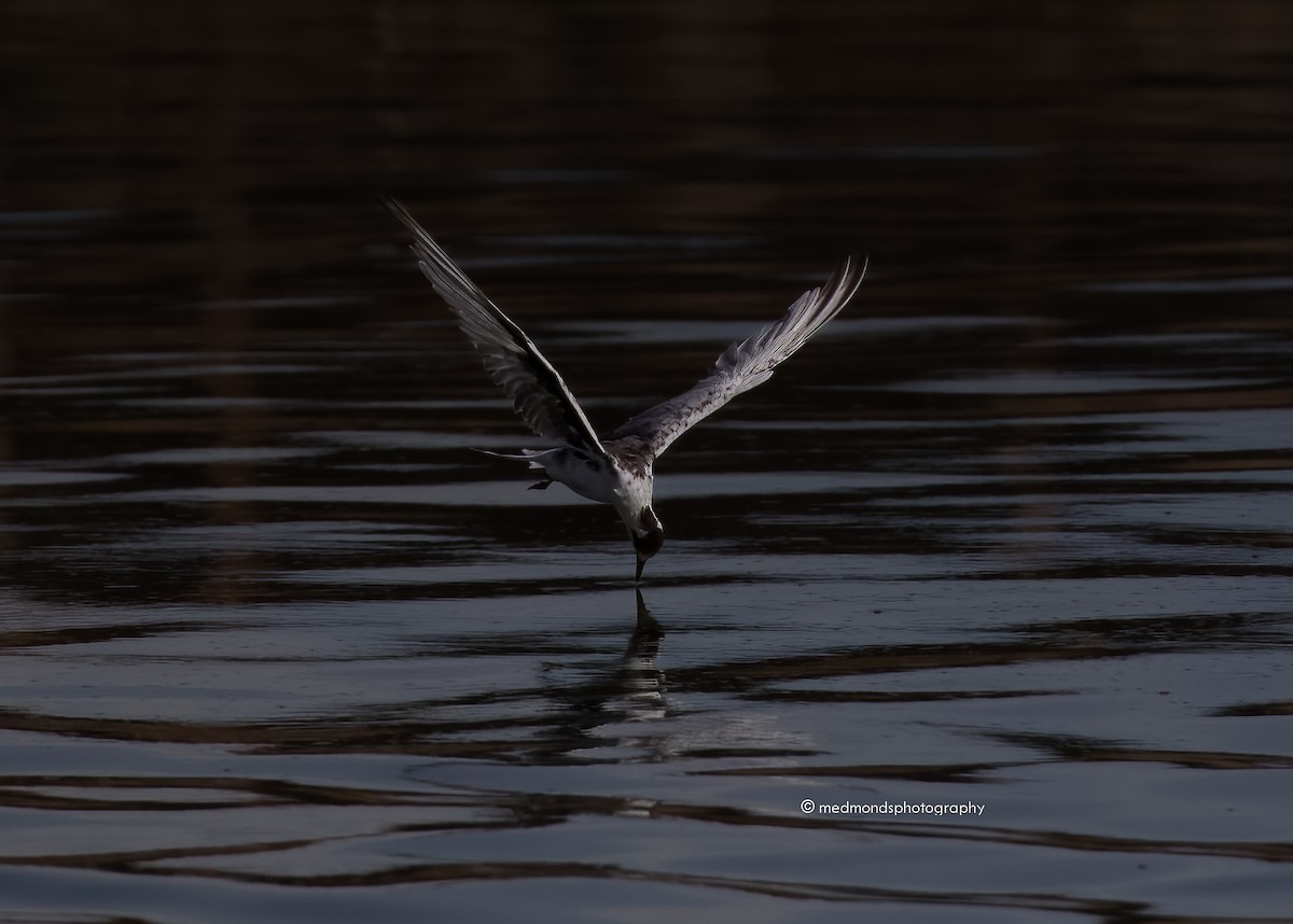 White-winged Tern - ML548585921