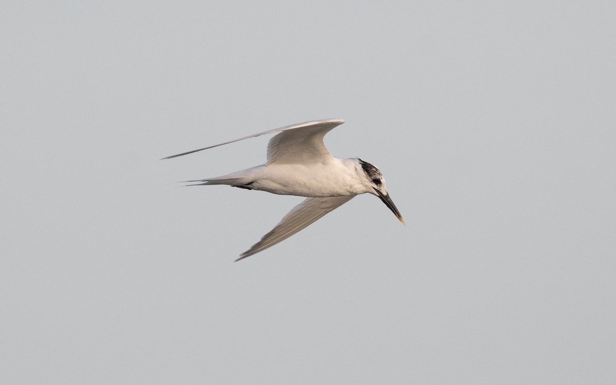 Sandwich Tern (Eurasian) - ML548586021