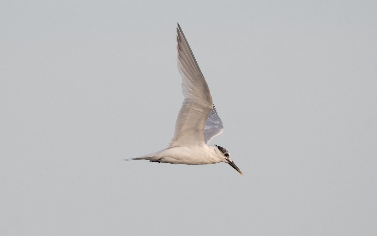 Sandwich Tern (Eurasian) - ML548586031