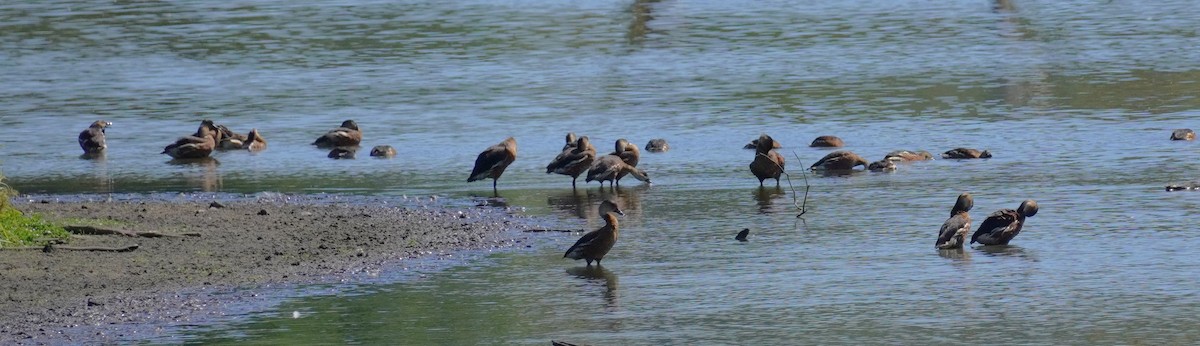 Wandering Whistling-Duck - Ellany Whelan