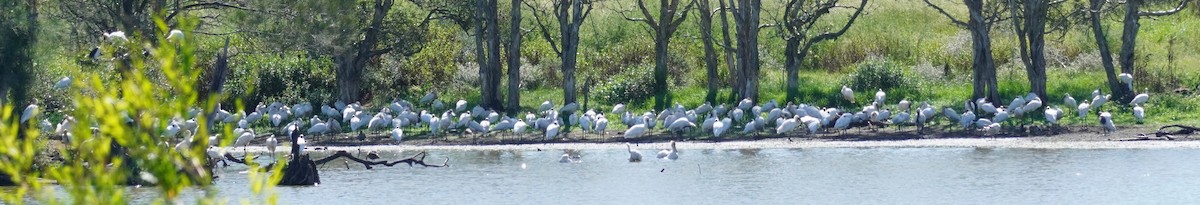 Royal Spoonbill - ML548586091