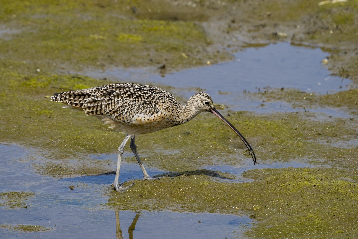Long-billed Curlew - ML548586161