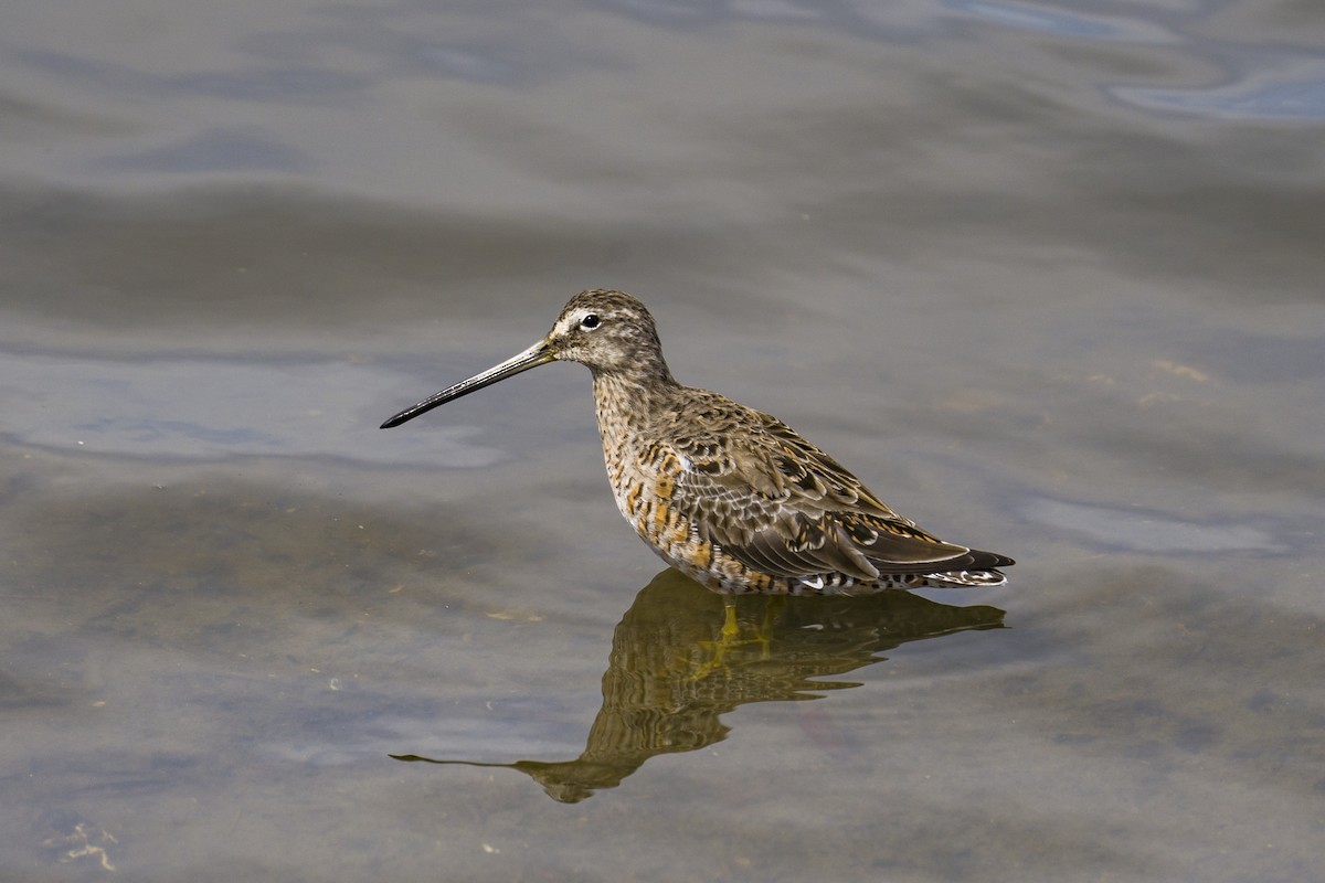 Long-billed Dowitcher - ML548586201