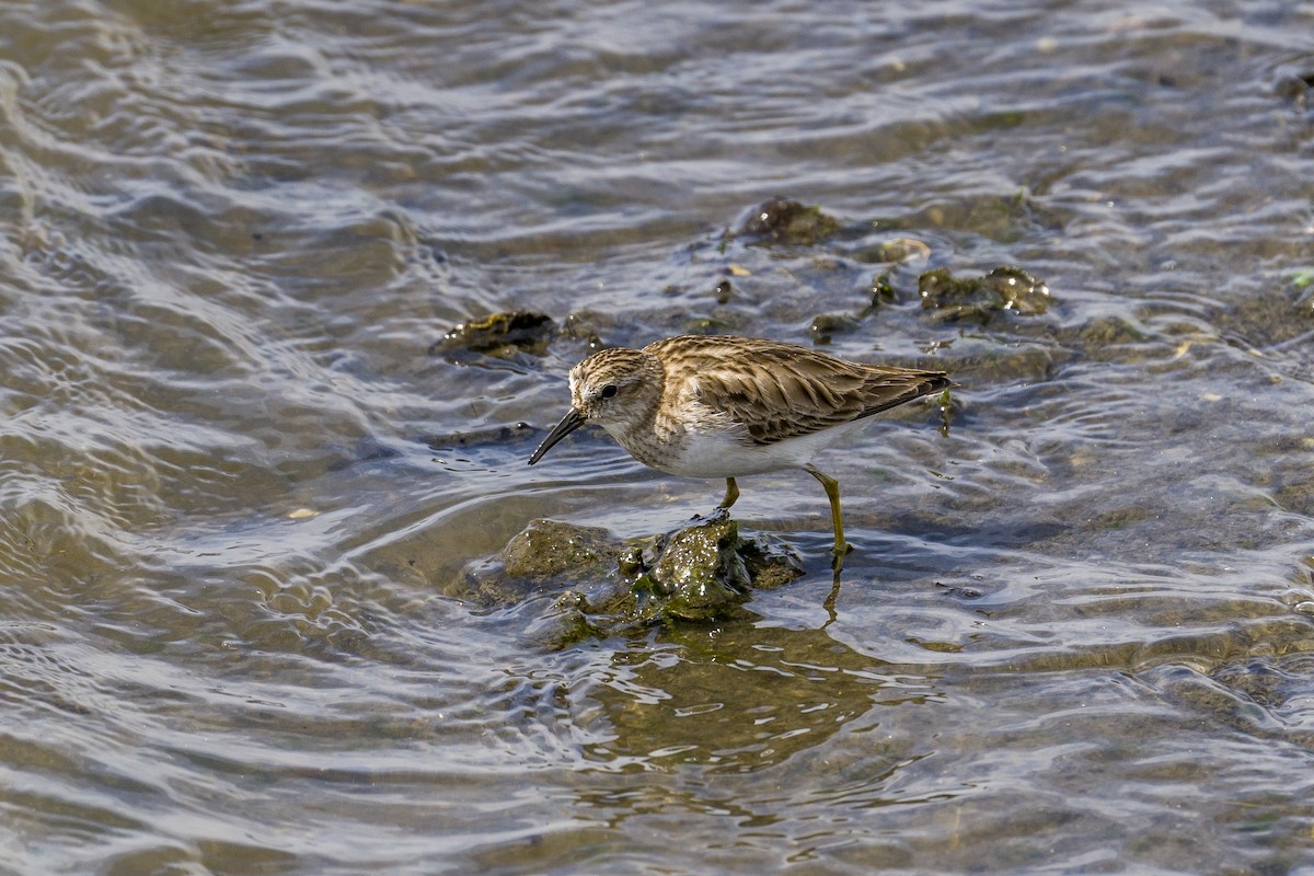 Least Sandpiper - ML548586211