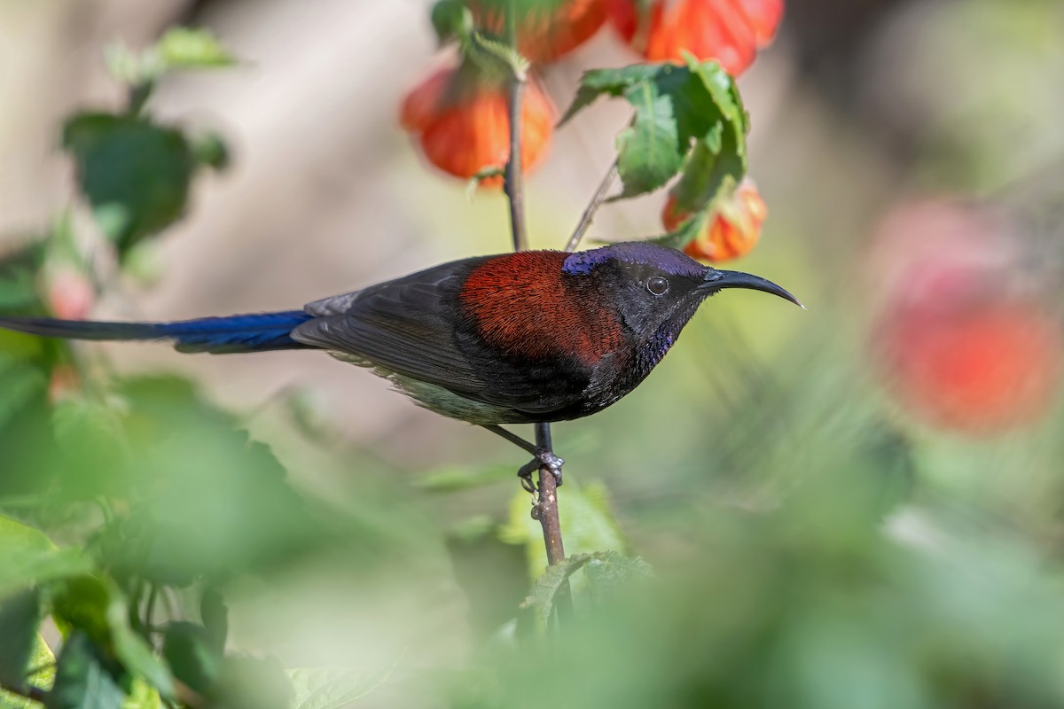 Black-throated Sunbird - Deepak Budhathoki 🦉