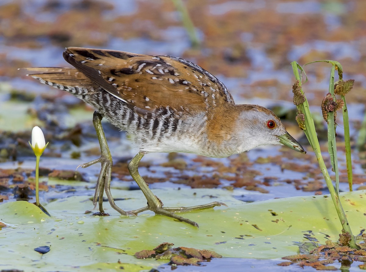 Baillon's Crake - Richard Simmonds