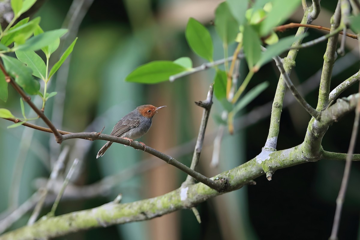 Ashy Tailorbird - ML548586831