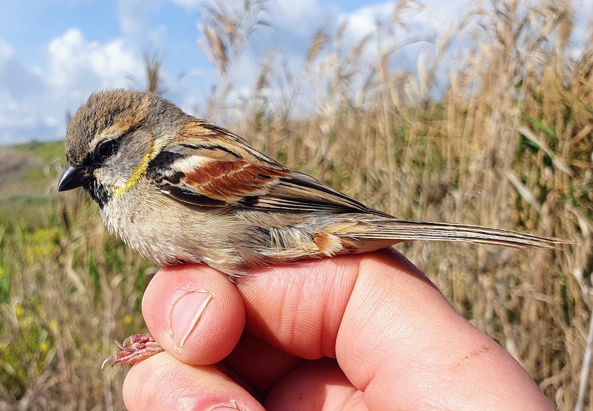 Dead Sea Sparrow - ML548587201