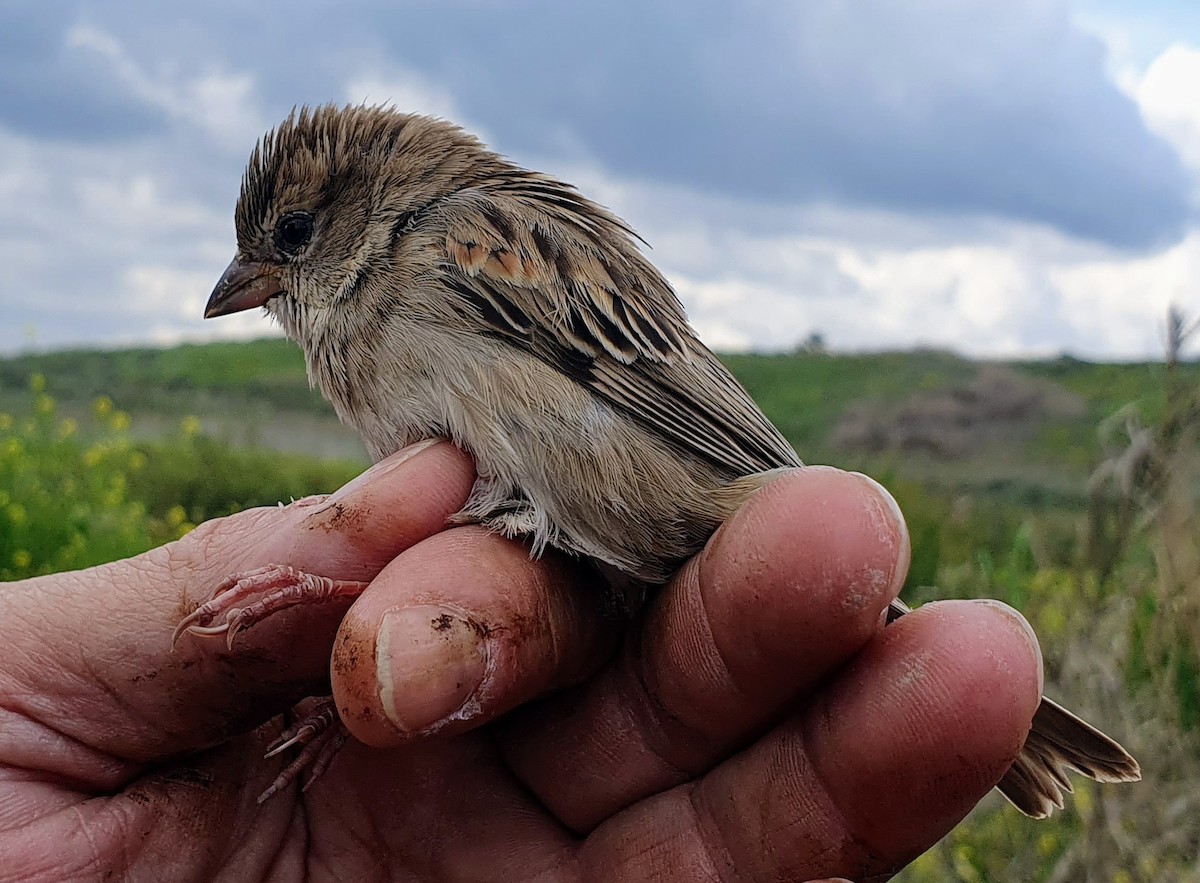 Dead Sea Sparrow - ML548587231