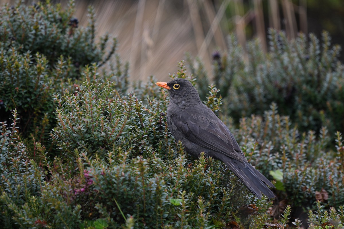 Great Thrush - ML548587501