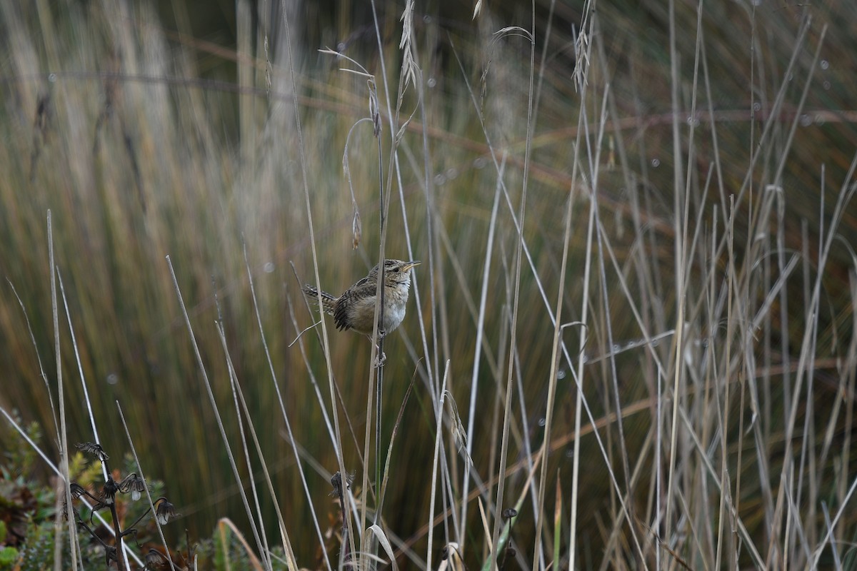 Grass Wren - ML548587511