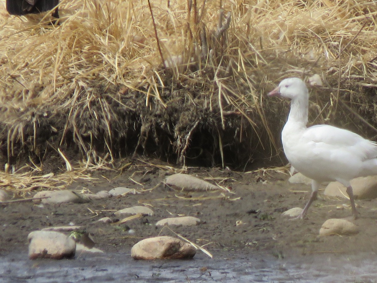 Ross's Goose - ML548587531