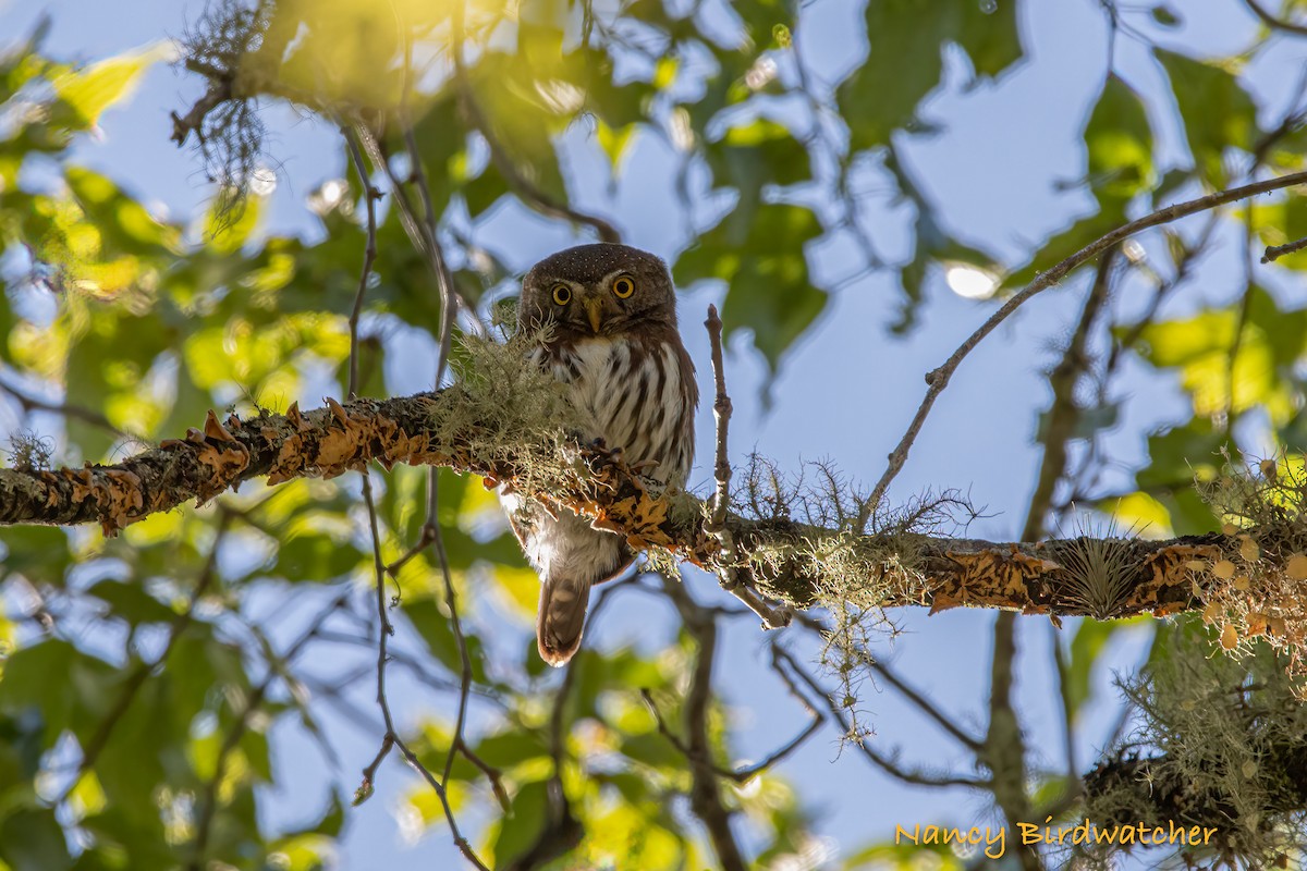 Tamaulipas Pygmy-Owl - ML548589801