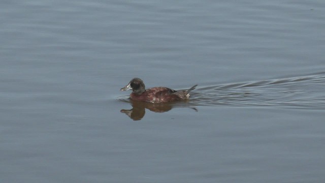 Blue-billed Duck - ML548589831