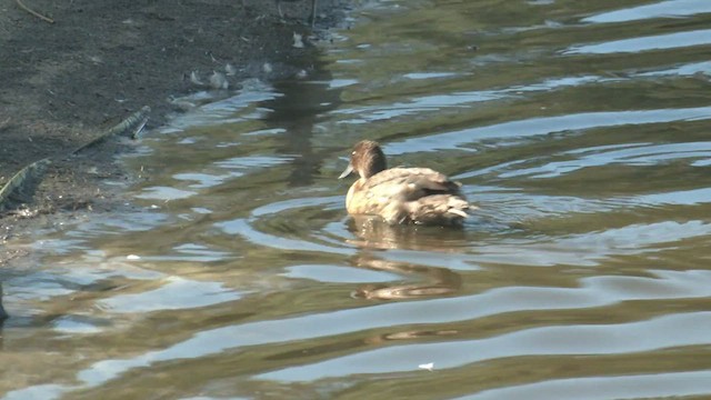 Blue-billed Duck - ML548589841