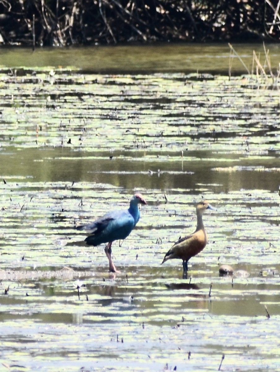 Gray-headed Swamphen - ML548590041