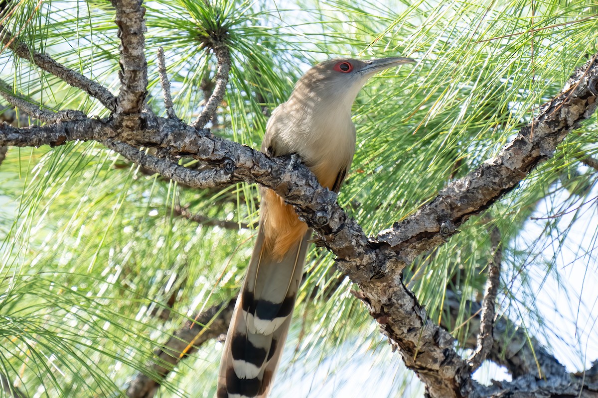 Great Lizard-Cuckoo - Paul Beerman