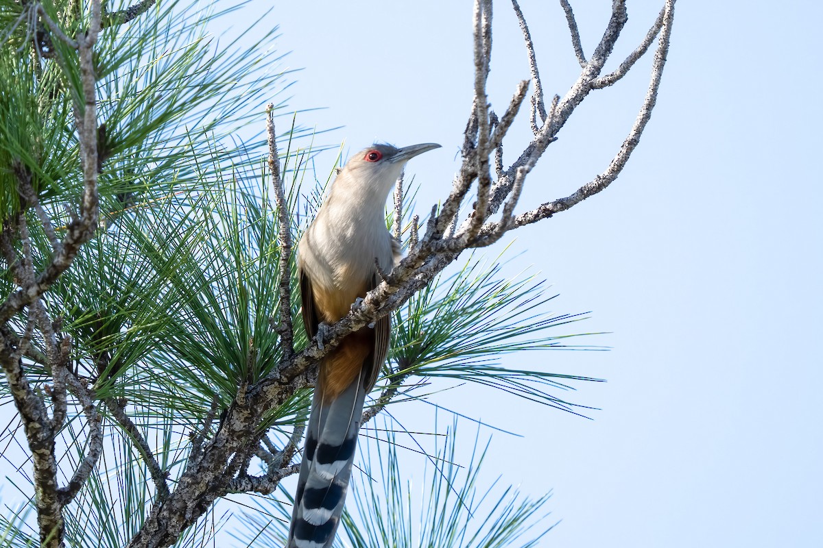 Great Lizard-Cuckoo - ML548591651