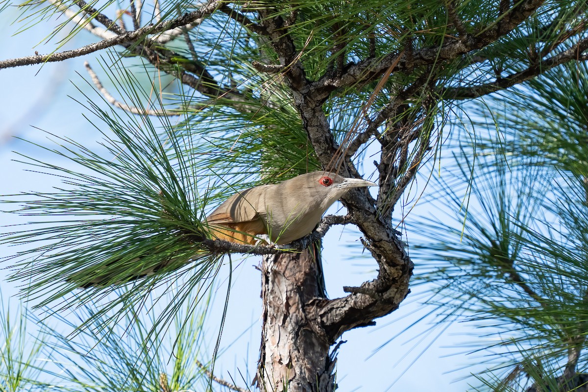 Great Lizard-Cuckoo - ML548591661