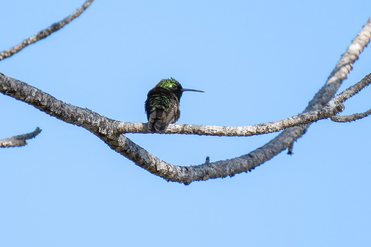 Cuban Emerald - ML548591671